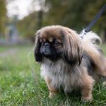 Small dog of breed Pekingese. One dog is walking in the park.