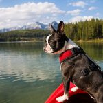 A Boston Terrier dog stands with its front paws on the edge of a kayak in a lake near Banff, Alberta.