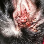inflamed-ear-due-to-infection